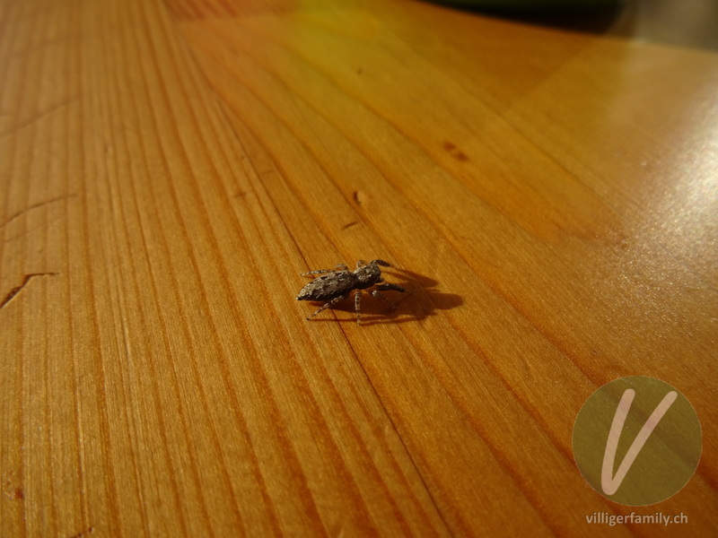 Rinden-Springspinne: 