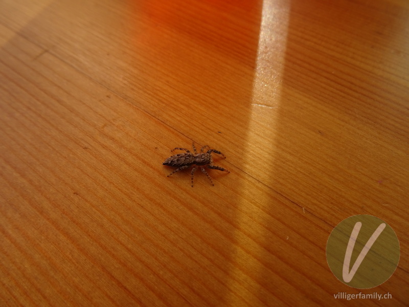 Rinden-Springspinne: 