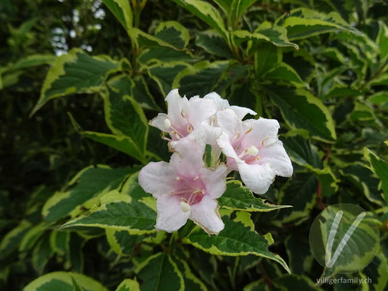 Liebliche Weigelie: Blüten