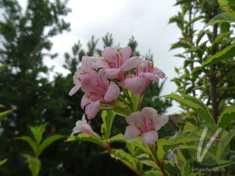 Liebliche Weigelie: Blüten