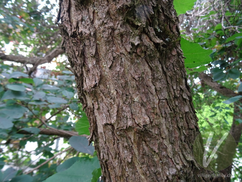 Perückenstrauch: Stengel