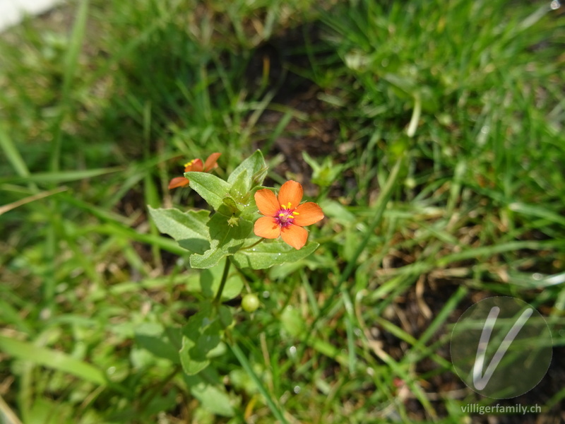 Acker-Gauchheil: Blüten