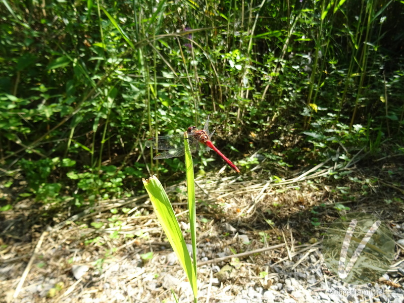Blutrote Heidelibelle: 