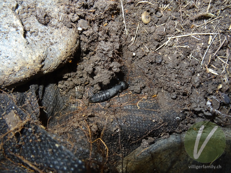 Schwarzer Moderkäfer: 