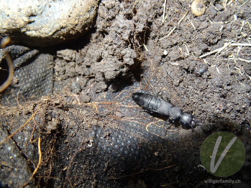 Schwarzer Moderkäfer: 