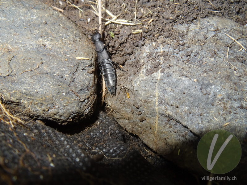 Schwarzer Moderkäfer: 