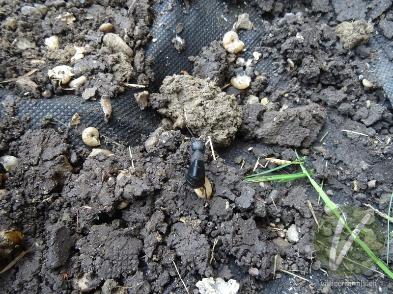 Schwarzer Moderkäfer: 