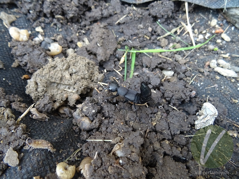 Schwarzer Moderkäfer: 