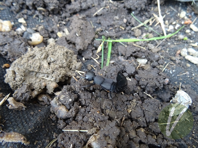 Schwarzer Moderkäfer: 