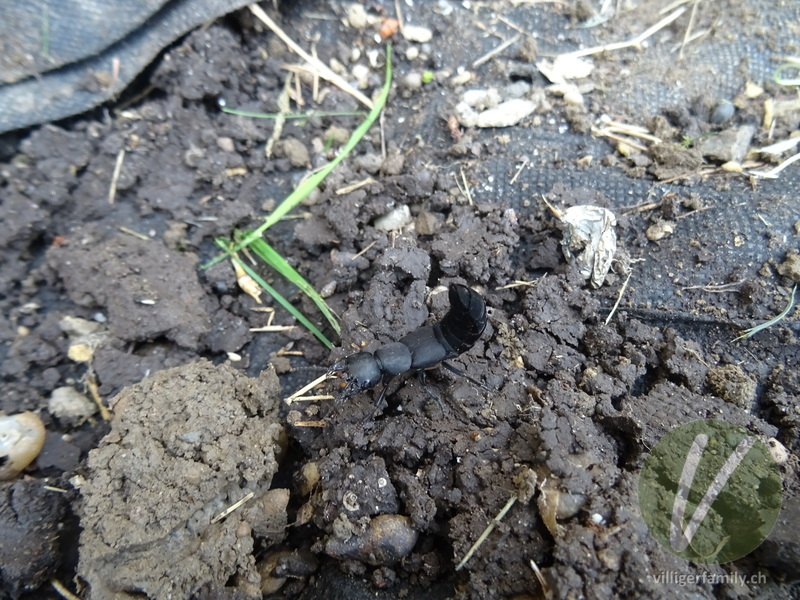 Schwarzer Moderkäfer: 