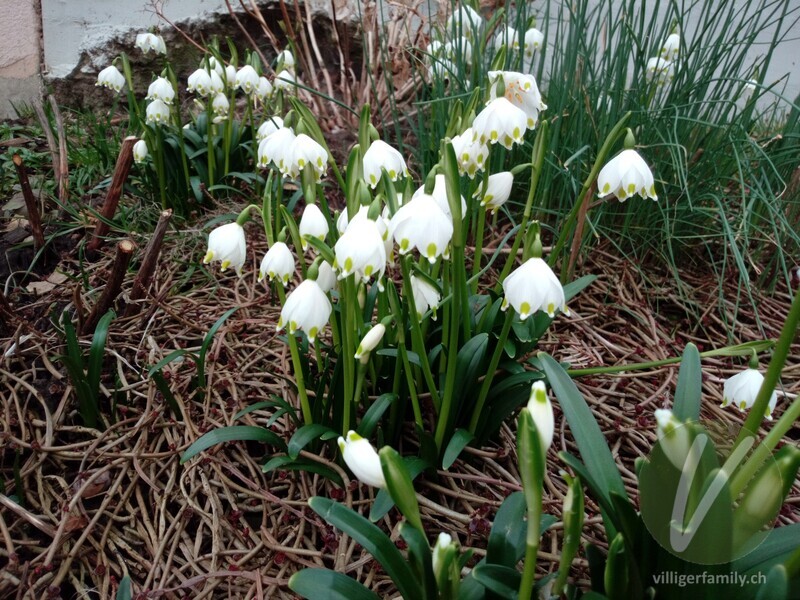 Märzenglöckchen: Gesamtbild, Blüten
