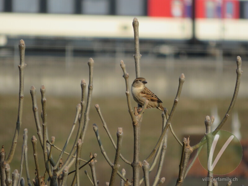 Haussperling: 