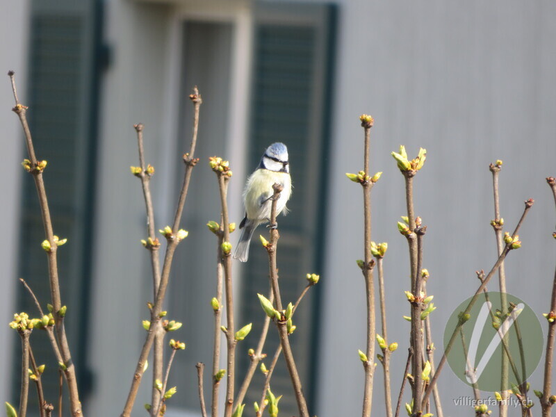 Blaumeise: 