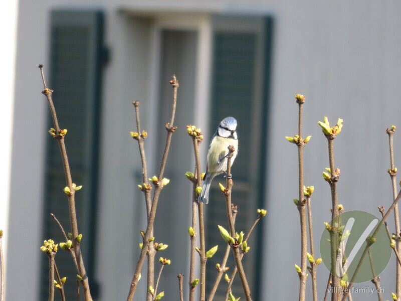 Blaumeise: 