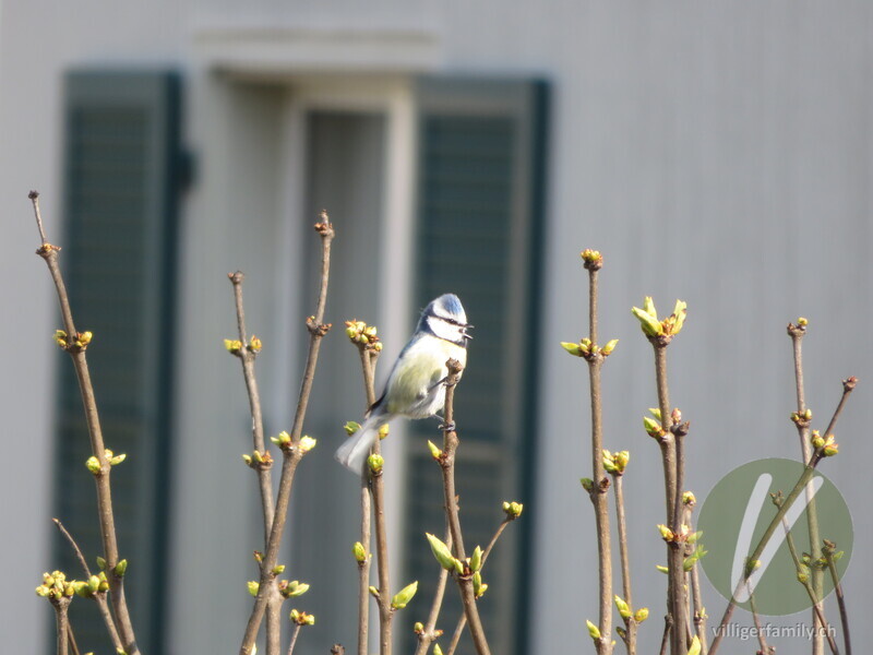 Blaumeise: 
