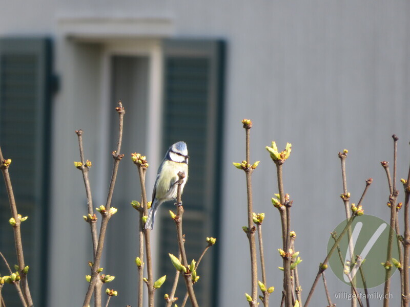 Blaumeise: 