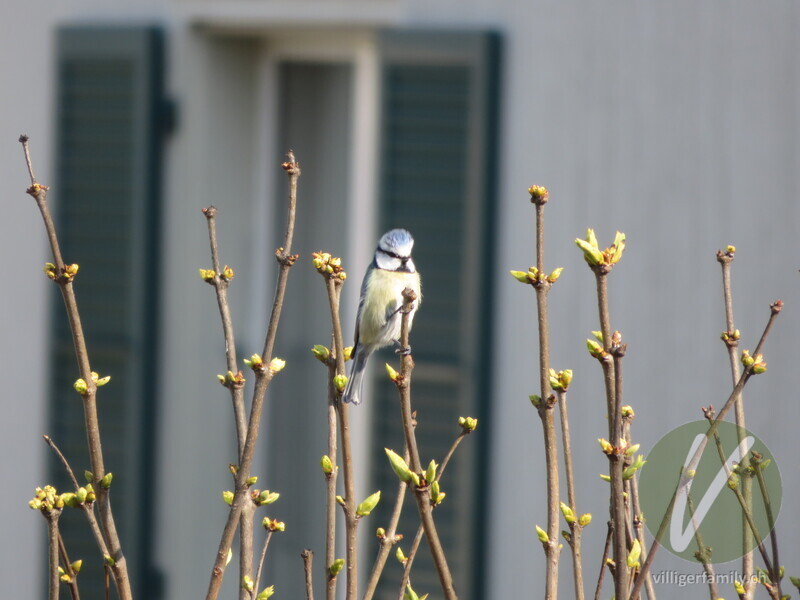 Blaumeise: 