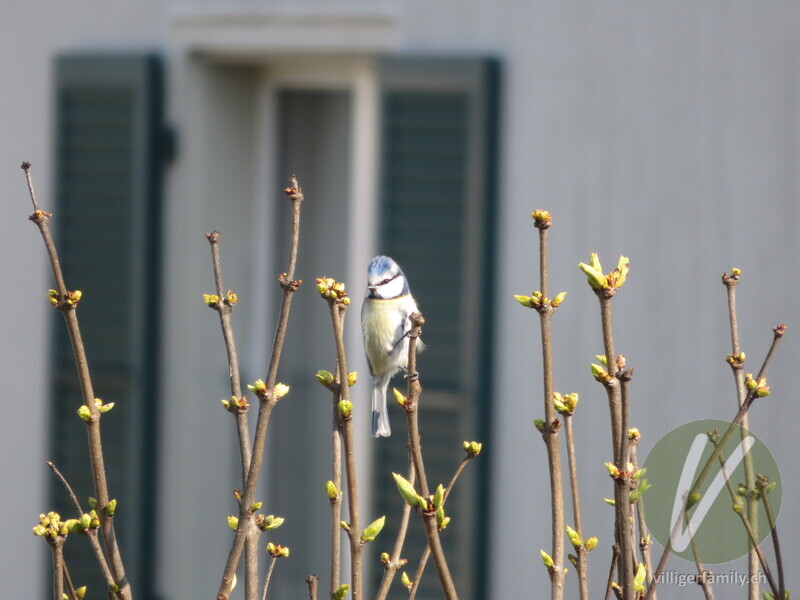 Blaumeise: 