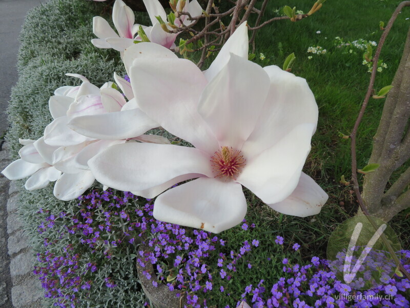 Tulpen-Magnolie: Blüten