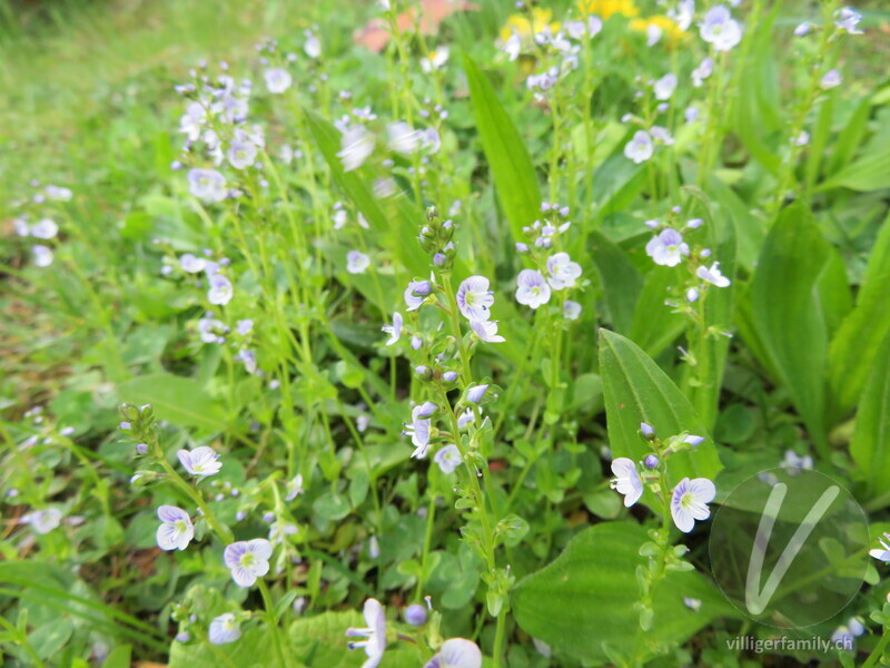 Gewöhnlicher Thymian-Ehrenpreis: Blüten