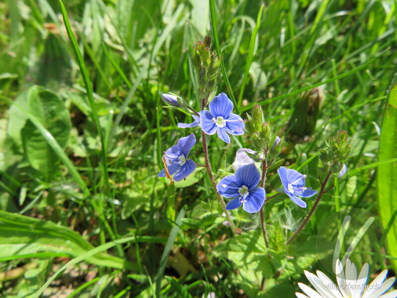 Gamander-Ehrenpreis: Blüten