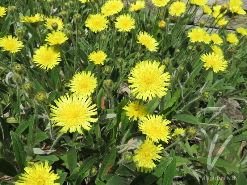 Lepeletiers Habichtskraut: Blüten