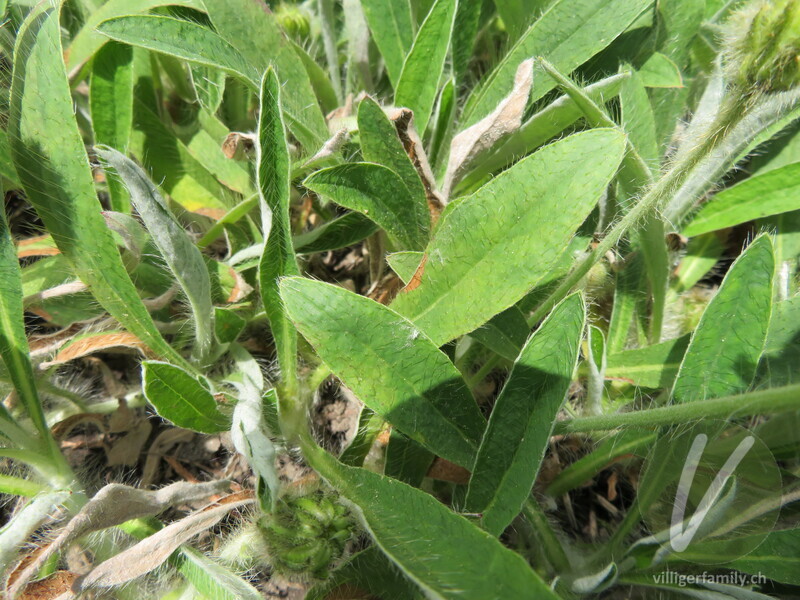 Lepeletiers Habichtskraut: Blätter