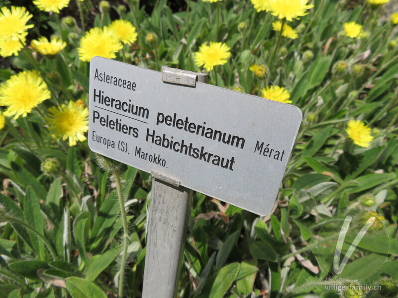 Lepeletiers Habichtskraut: Namensschild