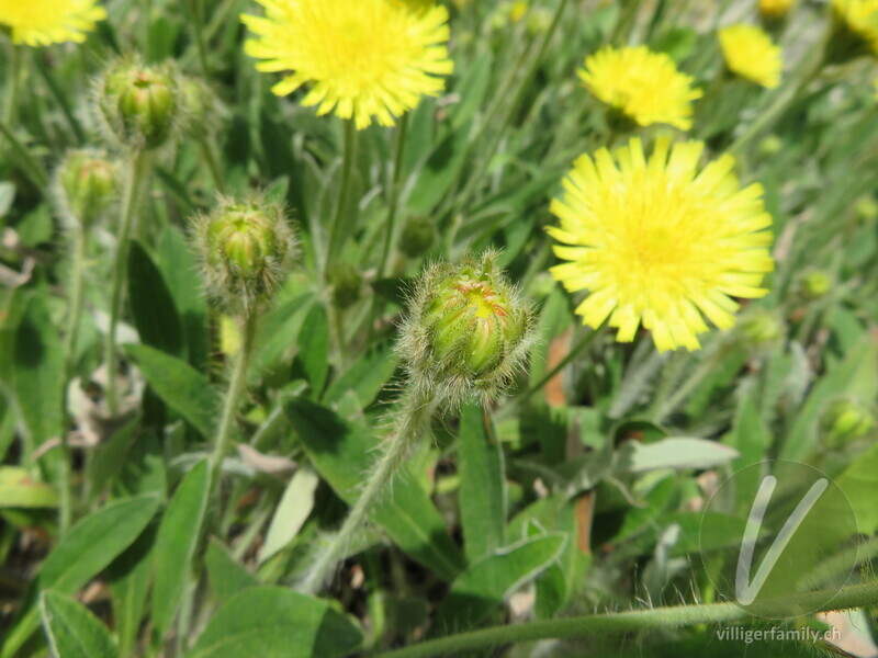 Lepeletiers Habichtskraut: Blüten