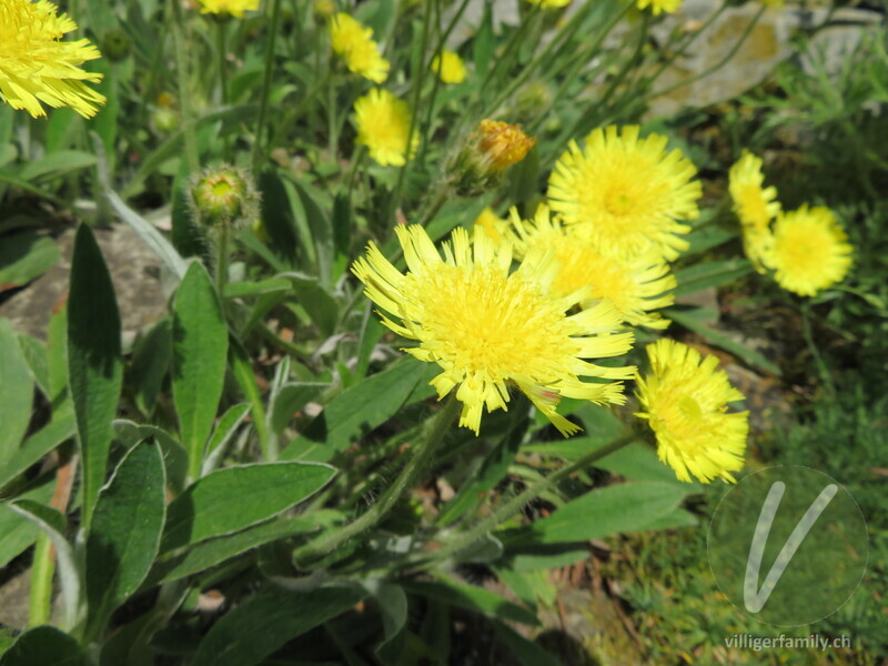 Lepeletiers Habichtskraut: Blüten