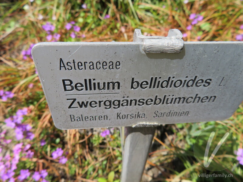 Echtes Zwerggänseblümchen: Namensschild