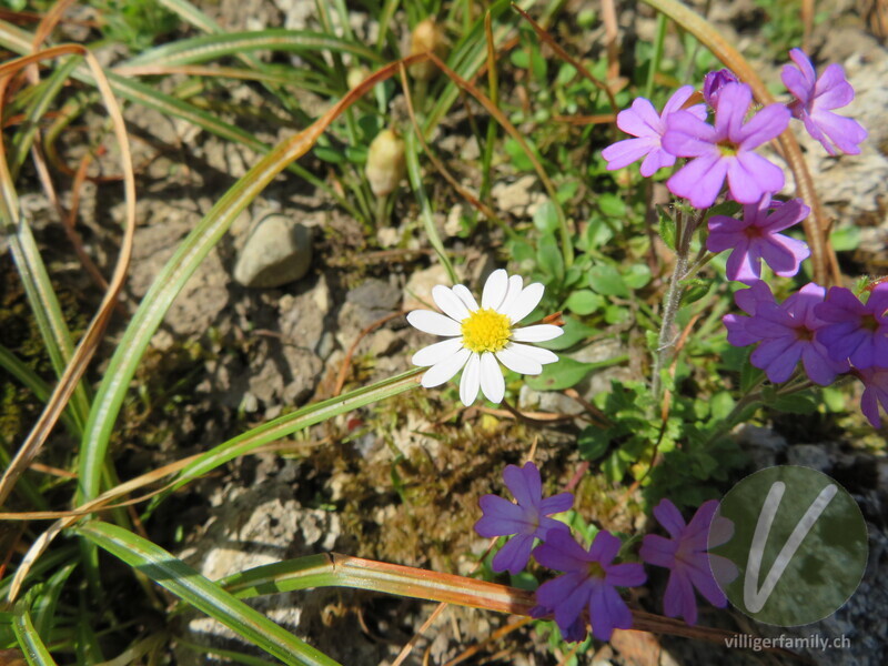 Echtes Zwerggänseblümchen: Blüten