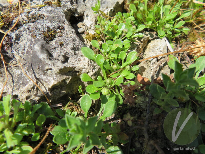 Echtes Zwerggänseblümchen: Blätter