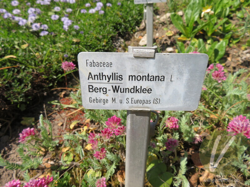 Berg-Wundklee: Namensschild