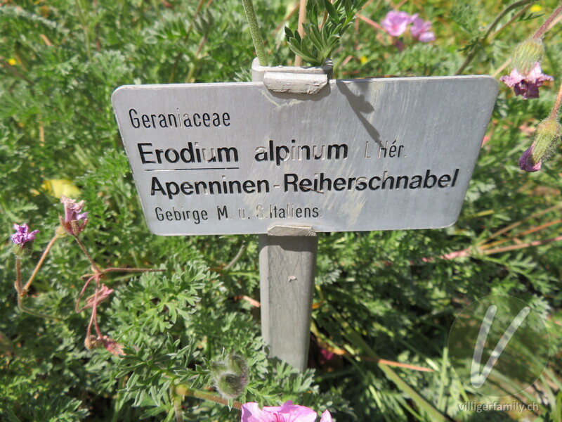 Apenninen-Reiherschnabel: Namensschild