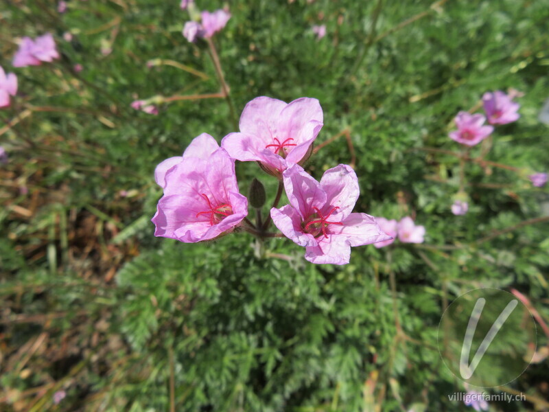 Apenninen-Reiherschnabel: Blüten
