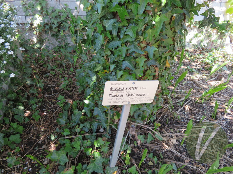 Chilenische Araukarie: Namensschild