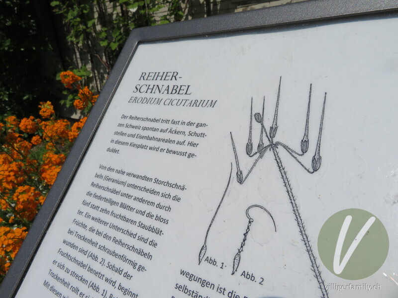 Gemeiner Reiherschnabel: Namensschild