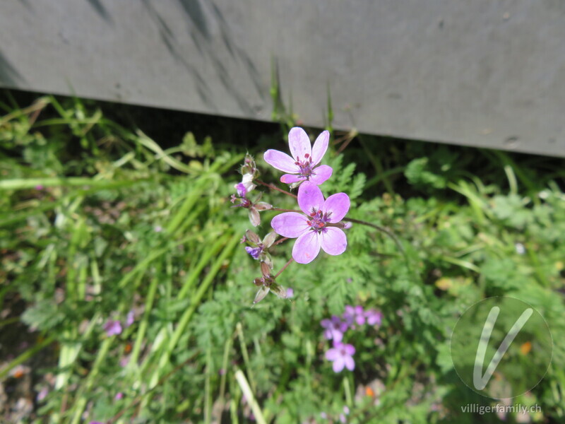 Gemeiner Reiherschnabel: Blüten