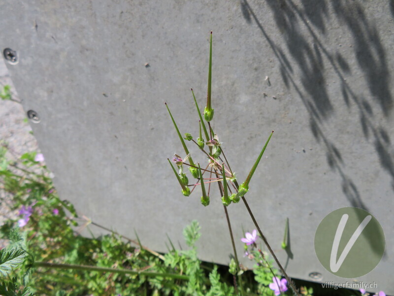 Gemeiner Reiherschnabel: Früchte