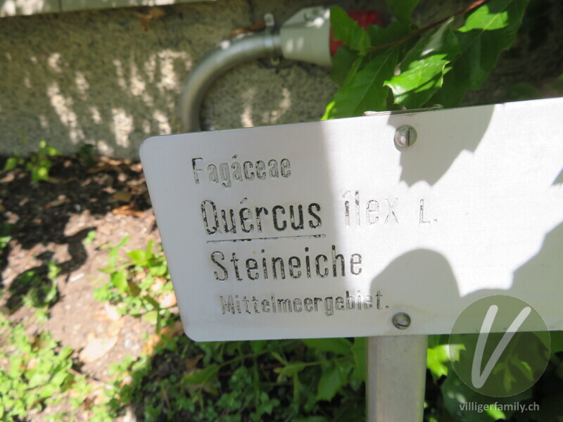 Stein-Eiche: Namensschild