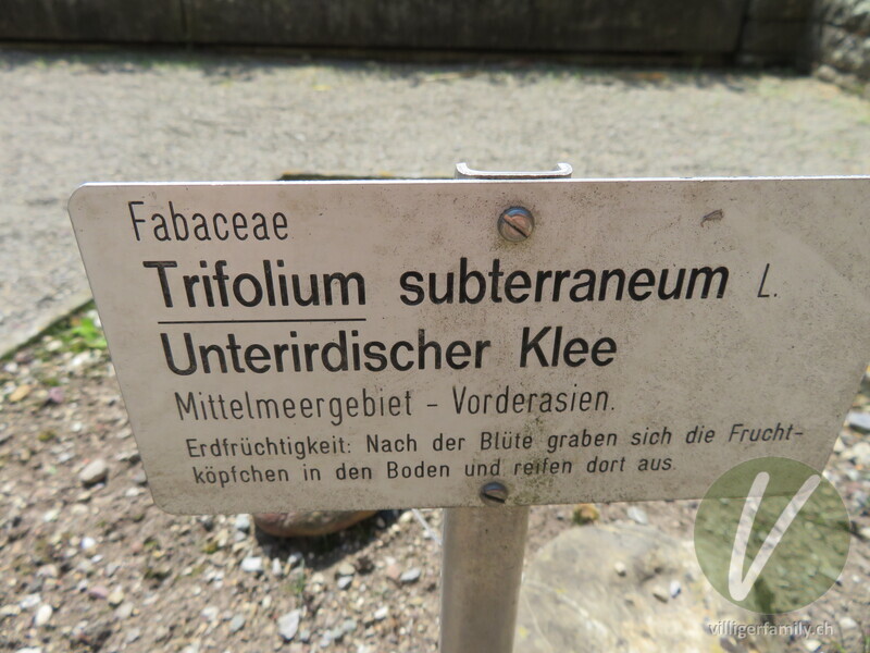 Unterirdischer Klee: Namensschild