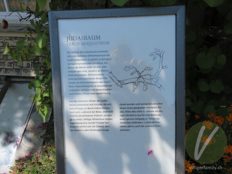 Gewöhnlicher Judasbaum: Namensschild
