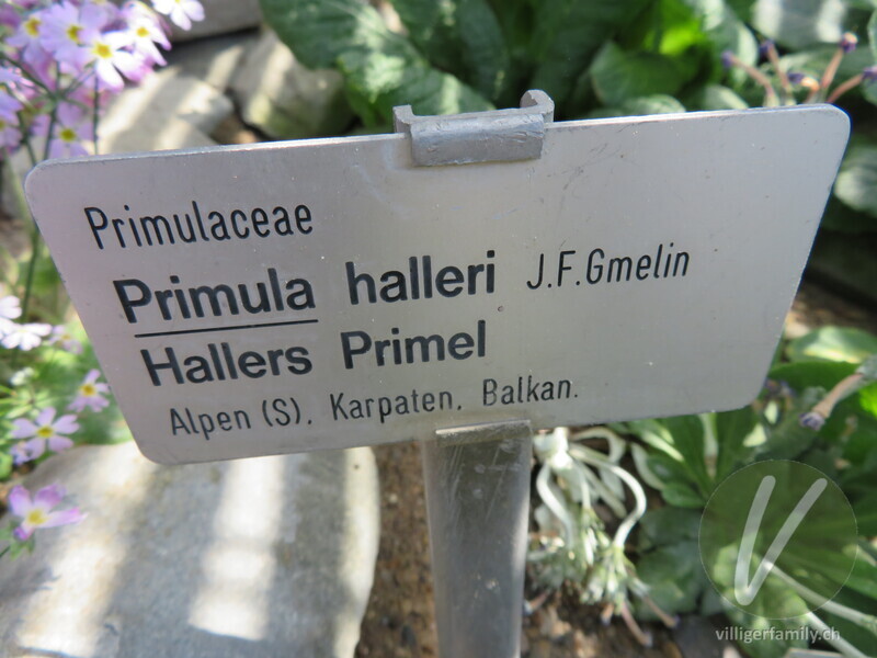 Hallers Primel: Namensschild