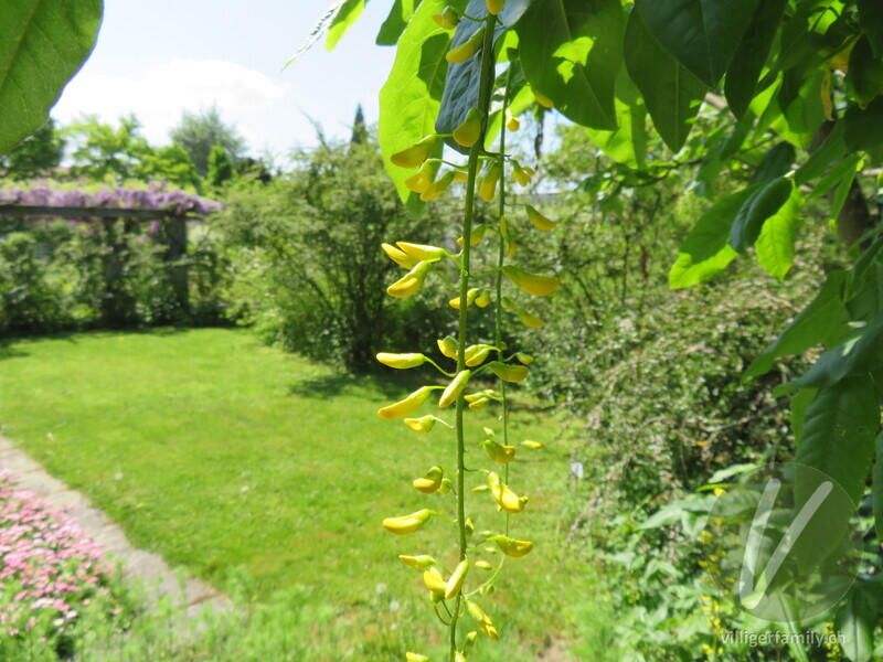 Alpen-Goldregen: Blüten
