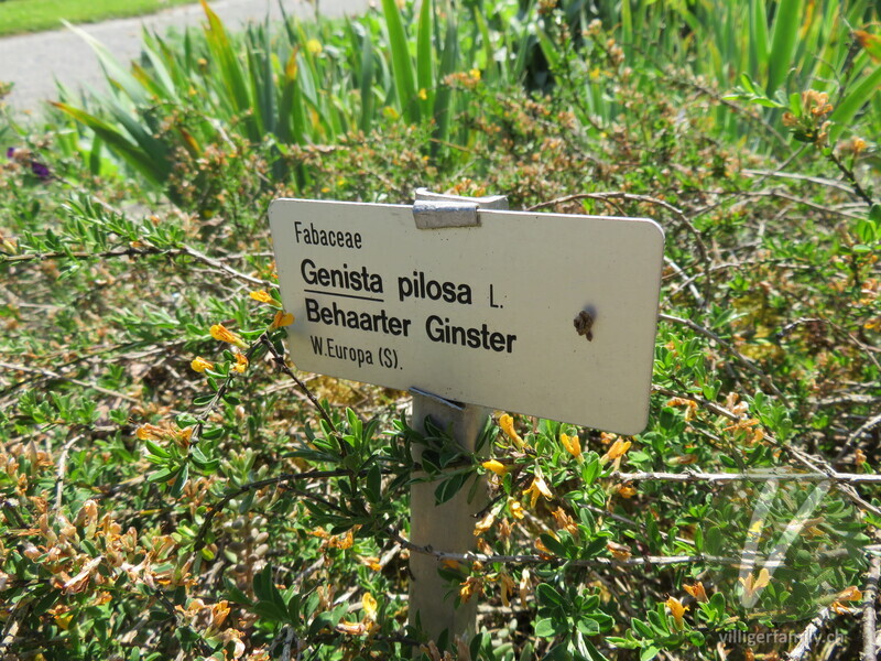 Behaarter Ginster: Namensschild