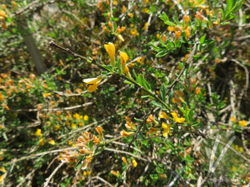 Behaarter Ginster: Blüten