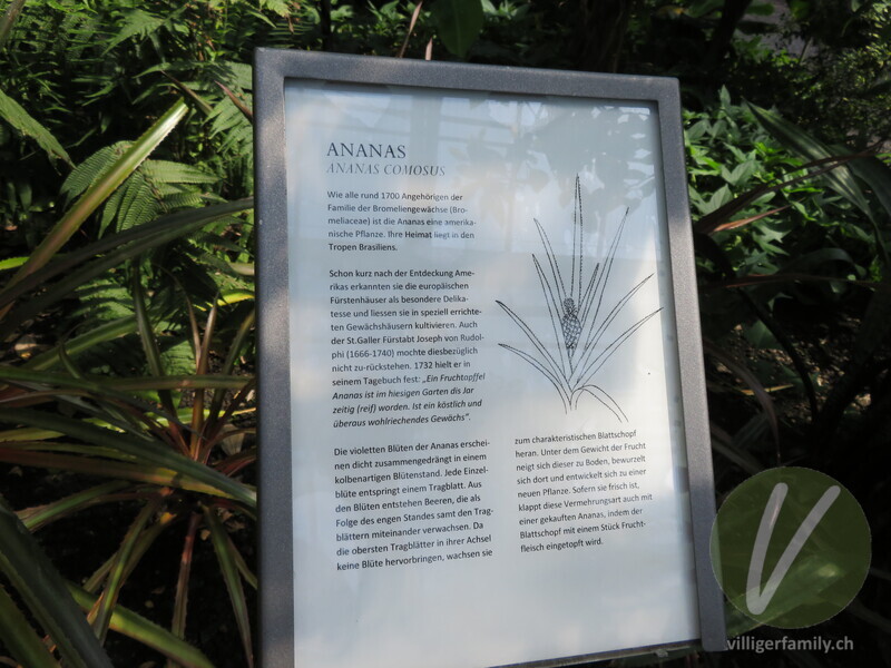 Ananas: Namensschild