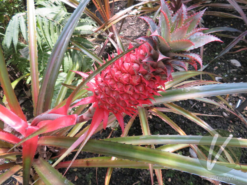 Ananas: Blüten