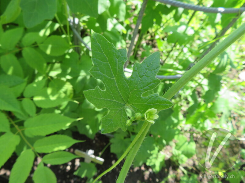Zweihäusige Zaunrübe: Blätter, Blüten